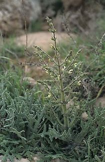 Salvia ceratophylla S Judean  Mts, Mizpe Yair Geotagged,Salvia ceratophylla,Spring