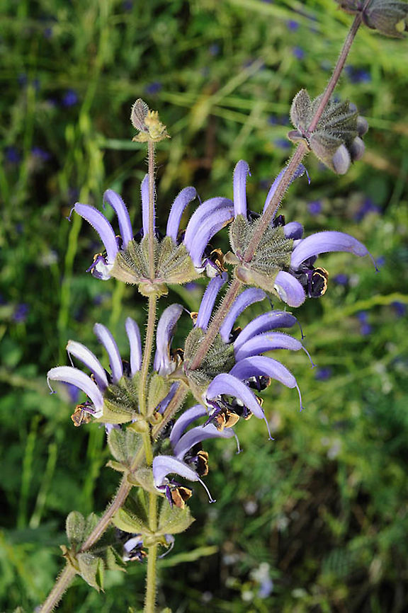Salvia indica  Geotagged,Salvia indica,Spring