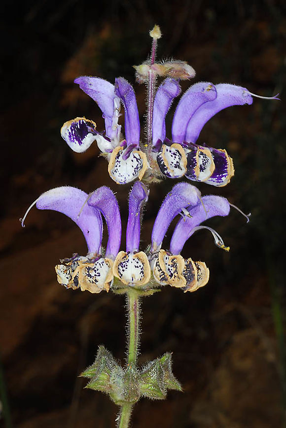 Salvia indica Mt Hemon, above Majdal Shams, 1350 m. Geotagged,Salvia indica,Spring