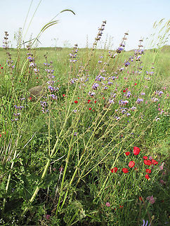 Salvia indica Golan, Zurman Geotagged,Salvia indica,Spring