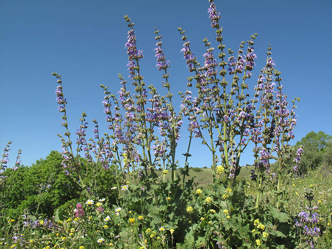 Salvia indica Golan, Ein Zivan Geotagged,Salvia indica,Spring