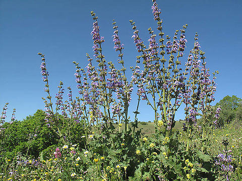 Salvia indica Golan, Ein Zivan Geotagged,Salvia indica,Spring