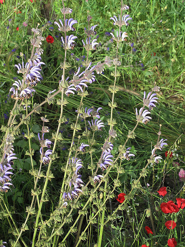 Salvia indica Golan, Zurman Geotagged,Salvia indica,Spring
