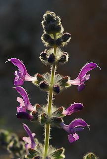 Salvia lanigera S Israel, Sde Boker Geotagged,Israel,Salvia lanigera,Winter