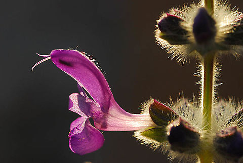 Salvia lanigera S Israel, Sde Boker Geotagged,Israel,Salvia lanigera,Winter