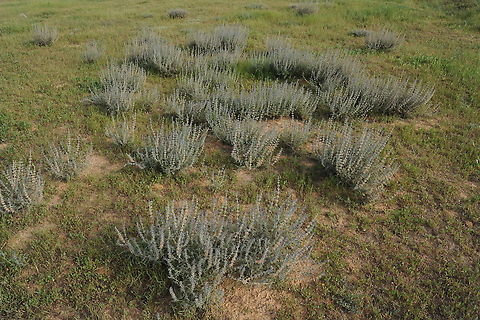 Salvia lanigera S Israel, W Negev, Nir Yitzhak Geotagged,Israel,Salvia lanigera,Winter