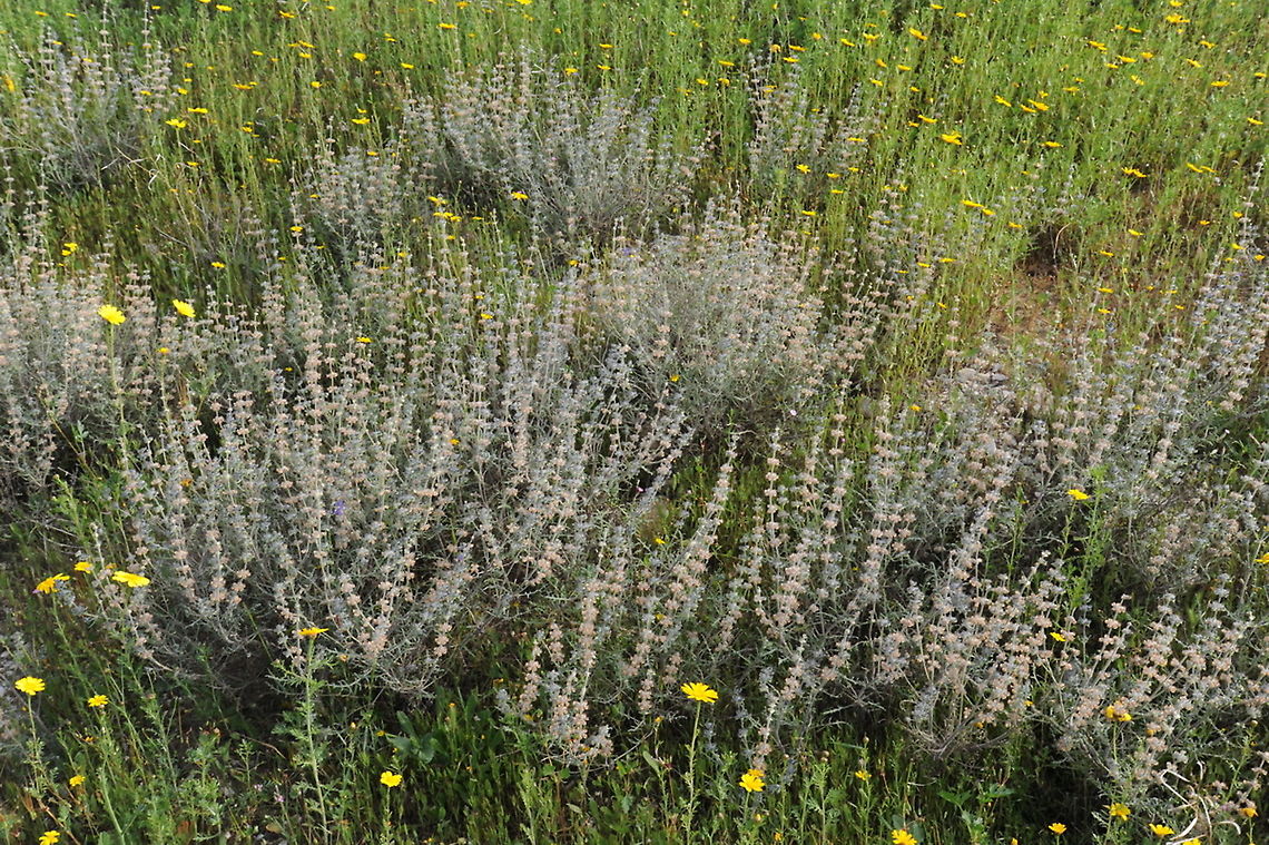 Salvia lanigera S Israel, W Negev, Nir Yitzhak Geotagged,Israel,Salvia lanigera,Winter