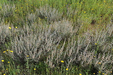 Salvia lanigera S Israel, W Negev, Nir Yitzhak Geotagged,Israel,Salvia lanigera,Winter