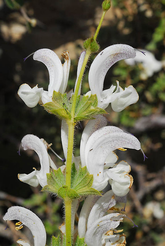 Salvia microstegia Mt Hermon, Galgal Doline, 2000m Geotagged,Salvia microstegia,Summer