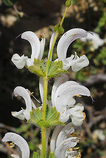 Salvia microstegia Mt Hermon, Galgal Doline, 2000m Geotagged,Salvia microstegia,Summer