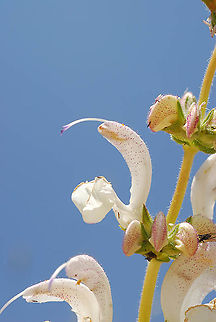Salvia microstegia Mt Hermon, Galgal Doline, 2000m Salvia microstegia