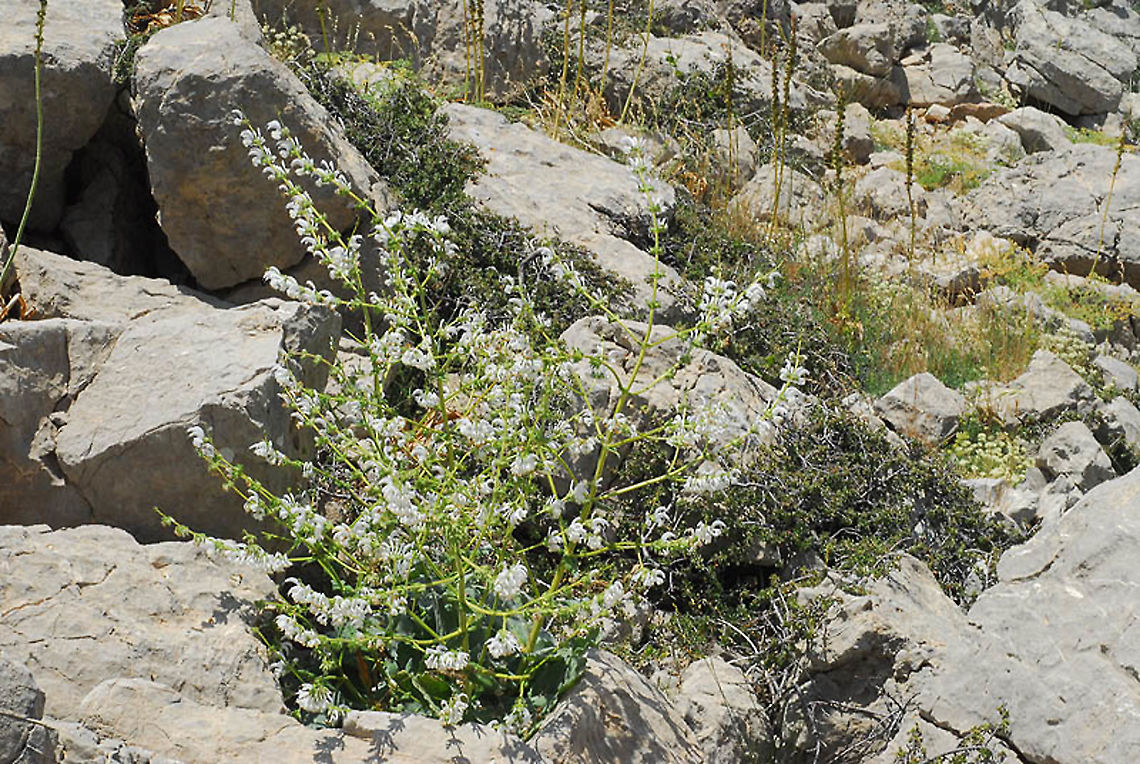 Salvia microstegia Mt Hermon, Galgal Doline, 2000m Geotagged,Salvia microstegia,Summer