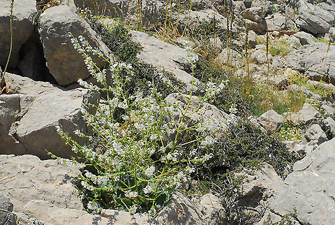 Salvia microstegia Mt Hermon, Galgal Doline, 2000m Geotagged,Salvia microstegia,Summer