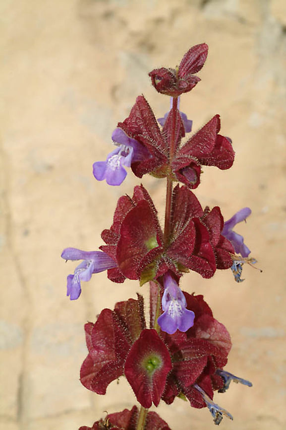 Salvia multicaulis Mt Hermon, lower Ski List Station, 1650 m., 17/5/04 Geotagged,Salvia multicaulis,Spring