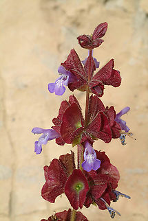 Salvia multicaulis Mt Hermon, lower Ski List Station, 1650 m., 17/5/04 Geotagged,Salvia multicaulis,Spring