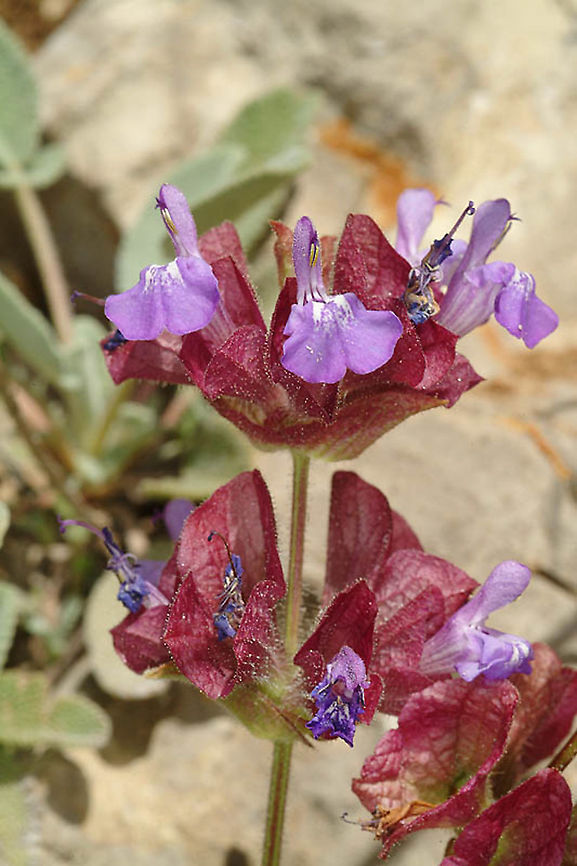 Salvia multicaulis Mt Hermon, Busheri, 1780 m. Geotagged,Salvia multicaulis,Spring