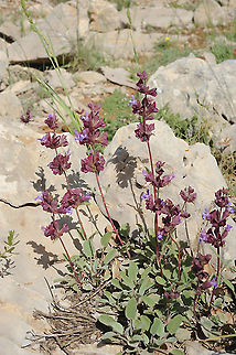 Salvia multicaulis Mt Hermon, Busheri, 1750m Geotagged,Salvia multicaulis,Spring