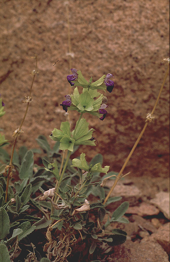 Salvia multicaulis S Sinai Highlands<br />
 Salvia multicaulis