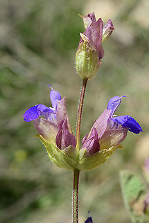Salvia multicaulis S Jordan, Upper Dana Reserve Geotagged,Jordan,Salvia multicaulis,Spring