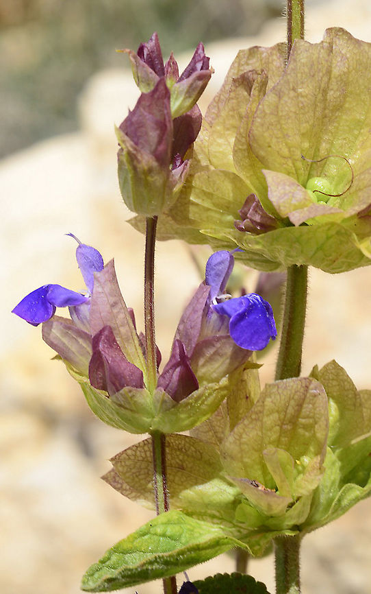 Salvia multicaulis S Jordan, Upper Dana Reserve Geotagged,Jordan,Salvia multicaulis,Spring