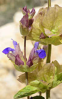 Salvia multicaulis S Jordan, Upper Dana Reserve Geotagged,Jordan,Salvia multicaulis,Spring