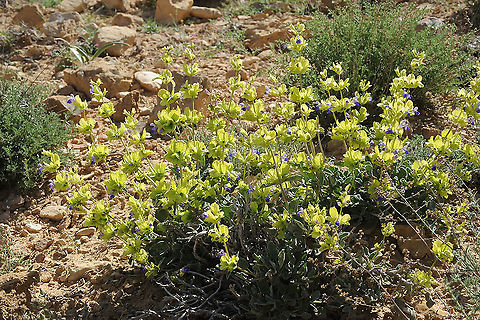 Salvia multicaulis S Jordan, Ras A-Nakeb, 1600 m Geotagged,Jordan,Salvia multicaulis,Spring