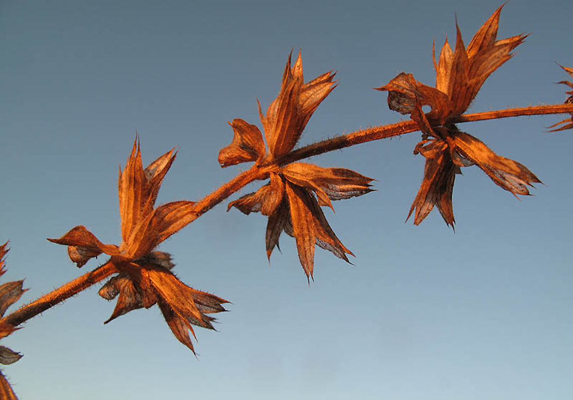 Salvia palaestina S Israel, C Negev Highlands, Nahal Nizzana Geotagged,Israel,Salvia palaestina,Summer