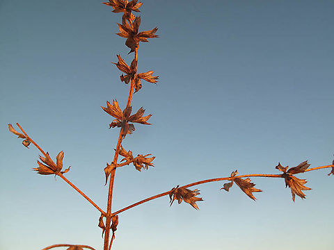 Salvia palaestina S Israel, C Negev Highlands, Nahal Nizzana Geotagged,Israel,Salvia palaestina,Summer