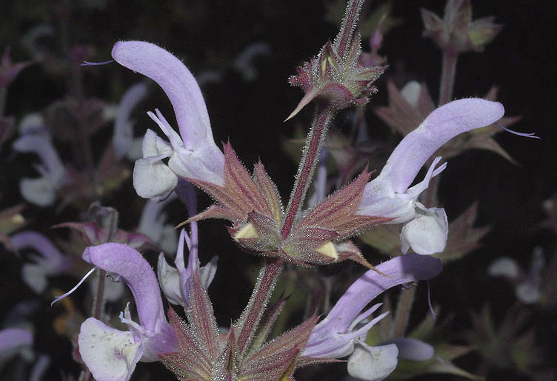 Salvia palaestina Golan Heights, Mt Shiffon Geotagged,Salvia palaestina,Spring