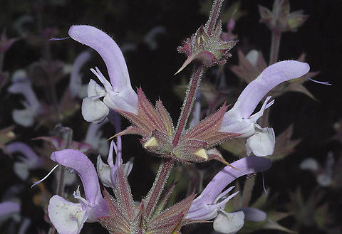 Salvia palaestina Golan Heights, Mt Shiffon Geotagged,Salvia palaestina,Spring