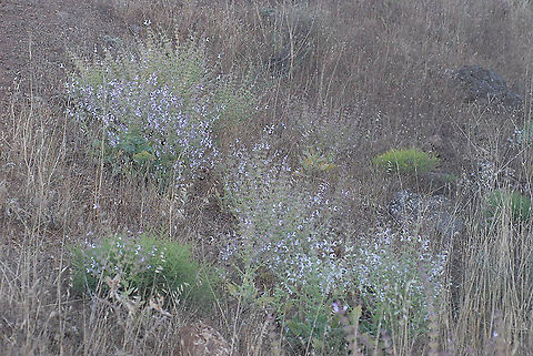 Salvia palaestina Golan Heights, Mt Shiffon Geotagged,Salvia palaestina,Spring