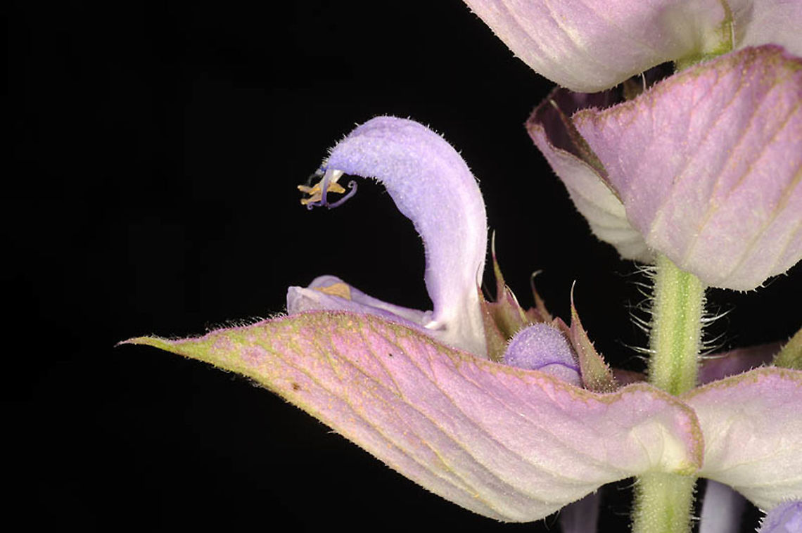 Salvia sclarea  Salvia sclarea