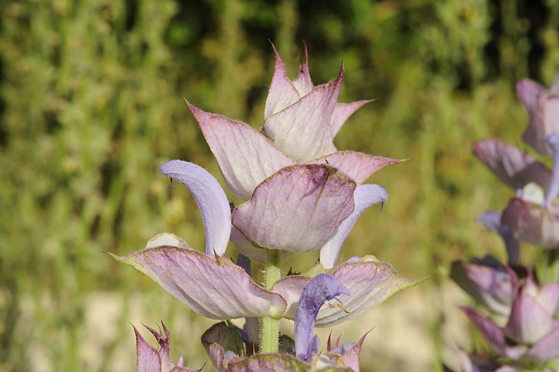 Salvia sclarea  Salvia sclarea