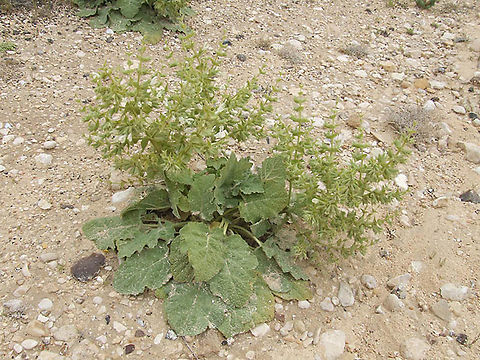 Salvia spinosa S Israel, Shivta Geotagged,Israel,Salvia spinosa,Winter