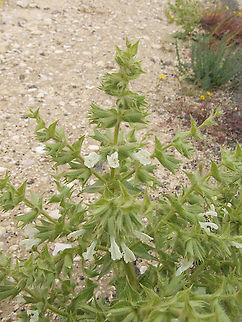 Salvia spinosa S Israel, Shivta Geotagged,Israel,Salvia spinosa,Winter