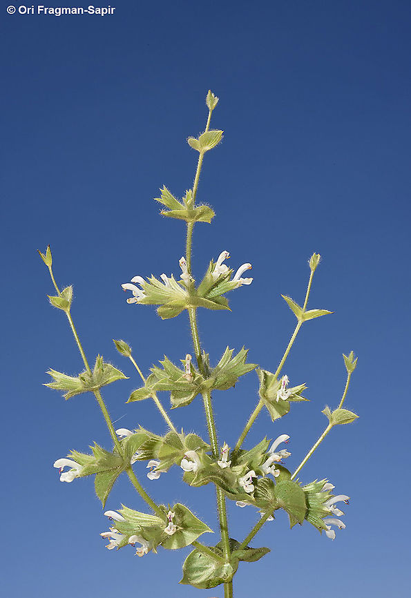 Salvia spinosa s Jordan, J Ataita 1600m Geotagged,Jordan,Salvia spinosa,Spring