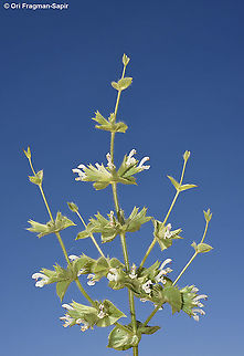 Salvia spinosa s Jordan, J Ataita 1600m Geotagged,Jordan,Salvia spinosa,Spring