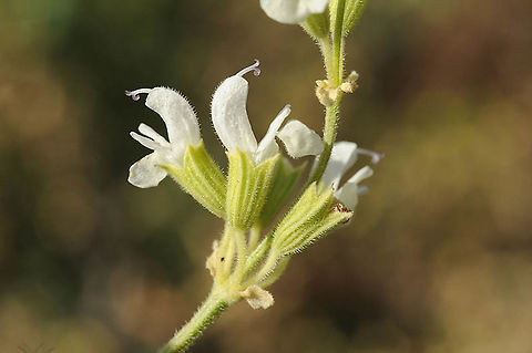Salvia syriaca S Golan, Mevo Hama forest - near Ein Taufik Geotagged,Salvia syriaca,Spring
