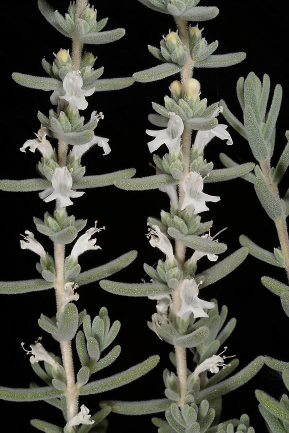 Satureja thymbrifolia  Geotagged,Israel,Satureja thymbrifolia,Summer