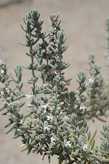 Satureja thymbrifolia  Geotagged,Israel,Satureja thymbrifolia,Summer