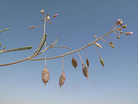 Savignya parviflora s Israel, S Negev, Casui Sands Geotagged,Israel,Savignya parviflora,Winter