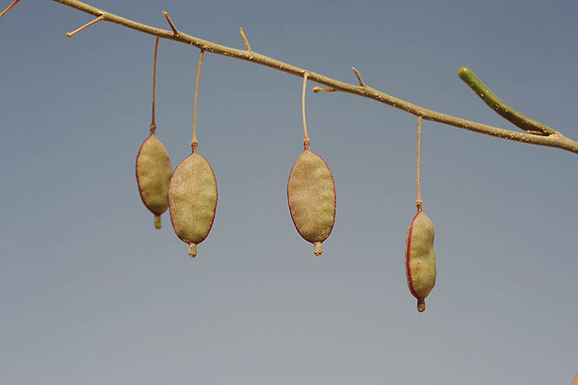 Savignya parviflora S Israel, S Negev, Casui sands Geotagged,Israel,Savignya parviflora,Winter