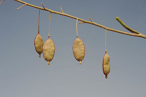 Savignya parviflora S Israel, S Negev, Casui sands Geotagged,Israel,Savignya parviflora,Winter