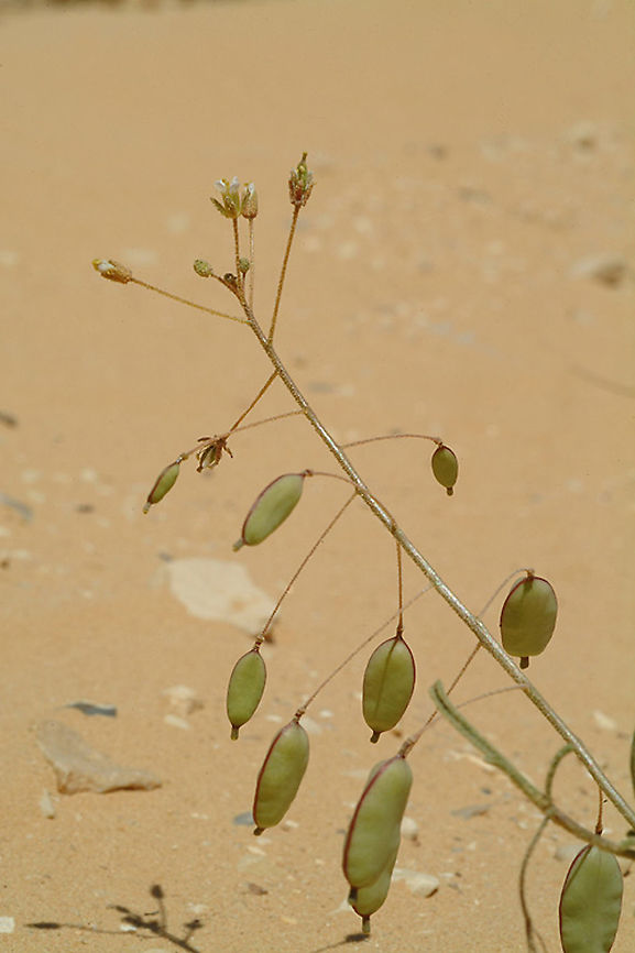 Savignya parviflora S Israel - S Negev Desert - Ovda Plain Geotagged,Israel,Savignya parviflora,Spring