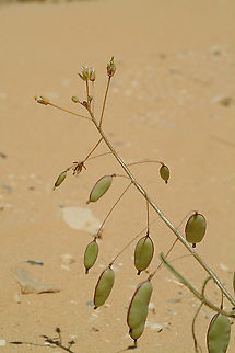 Savignya parviflora S Israel - S Negev Desert - Ovda Plain Geotagged,Israel,Savignya parviflora,Spring