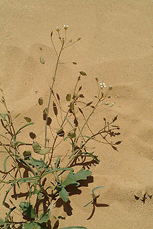 Savignya parviflora S Israel, S Negev, Ovda Plain Geotagged,Israel,Savignya parviflora,Spring