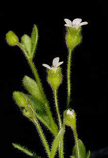 Saxifraga tridactylites  Saxifraga tridactylites