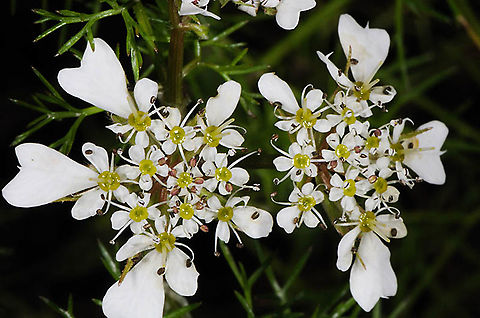 Scandix blepharicarpa  Scandix blepharicarpa