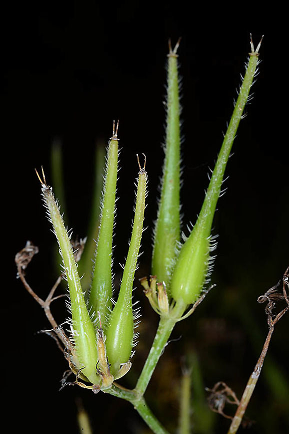 Scandix blepharicarpa  Scandix blepharicarpa