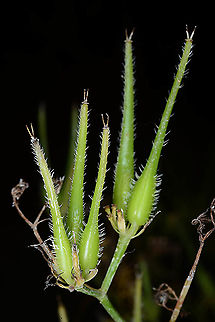 Scandix blepharicarpa  Scandix blepharicarpa